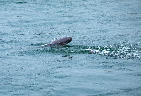 Finless Porpoise