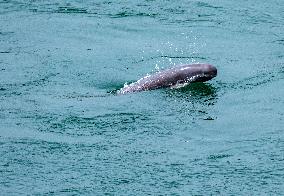 Finless Porpoise
