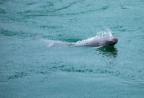 Finless Porpoise