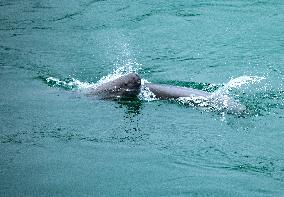 Finless Porpoise