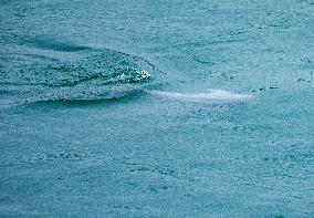 Finless Porpoise