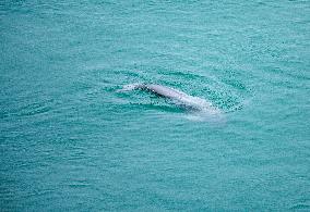 Finless Porpoise