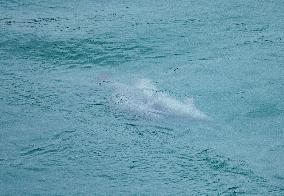 Finless Porpoise