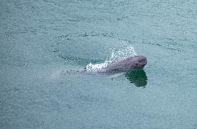 Finless Porpoise