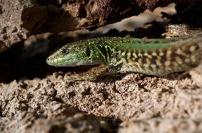 Close-Up Of A Green Lizard On Rocky Terrain In Natural Habitat