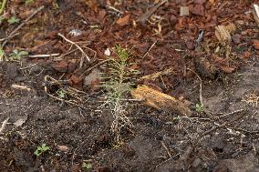 Tree planting