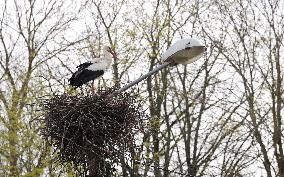 White stork