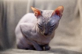 The Sphynx