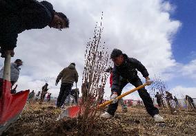 Voluntary Tree-planting Activity - China