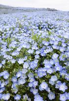 Nemophila flowers in eastern Japan