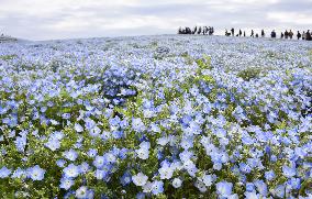 Nemophila flowers in eastern Japan