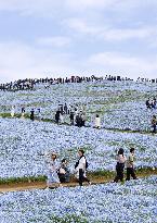 Nemophila flowers in eastern Japan