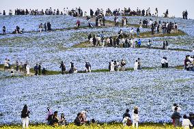 Nemophila flowers in eastern Japan