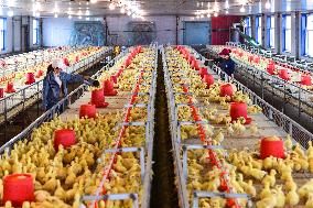Goose Industry