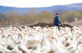 Goose Industry