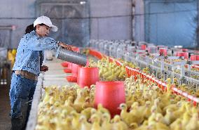 Goose Industry