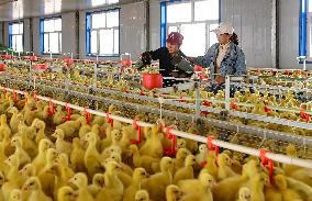 Goose Industry