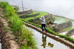 Terraced fields in China