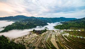 Terraced fields in China