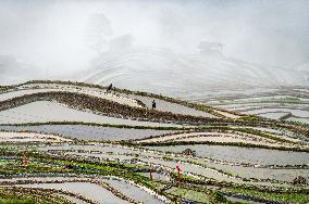 Terraced fields in China