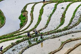 Terraced fields in China