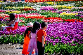 Tulip Fields - Netherlands