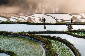 Terraced fields in China