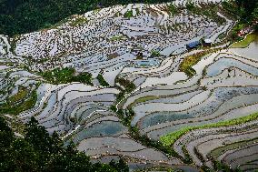 Terraced fields in China