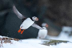 PUFFIN
