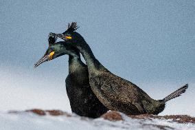 CORMORANT