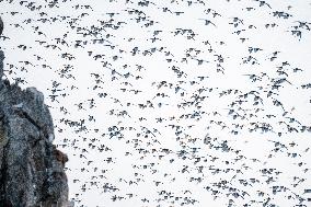 GUILLEMOT