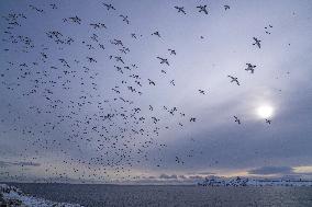 GUILLEMOT