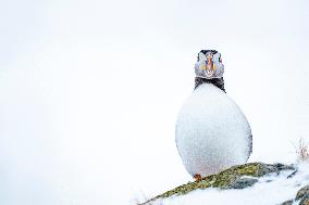 PUFFIN