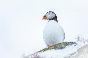 PUFFIN