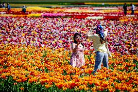 Tourists Visit Tulip Fields - Netherlands