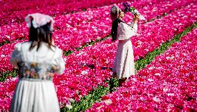 Tourists Visit Tulip Fields - Netherlands