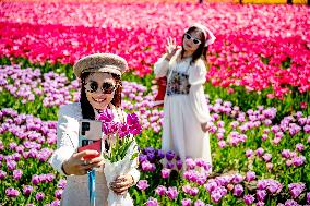 Tourists Visit Tulip Fields - Netherlands