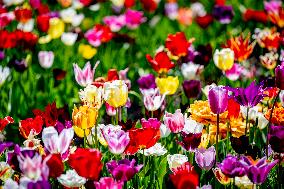 Tourists Visit Tulip Fields - Netherlands