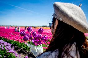 Tourists Visit Tulip Fields - Netherlands
