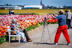 Tourists Visit Tulip Fields - Netherlands
