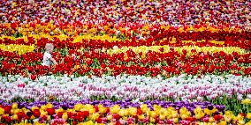 Tourists Visit Tulip Fields - Netherlands