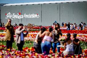 Tourists Visit Tulip Fields - Netherlands