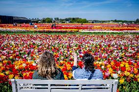 Tourists Visit Tulip Fields - Netherlands