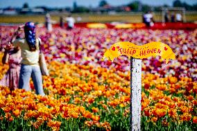 Tourists Visit Tulip Fields - Netherlands