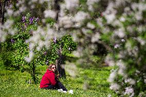 Lilacs bloom at Kyiv's Hryshko Botanical Garden
