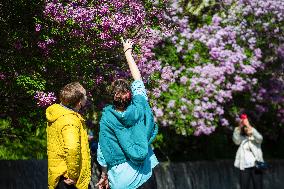 Lilacs bloom at Kyiv's Hryshko Botanical Garden