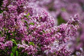 Lilacs bloom at Kyiv's Hryshko Botanical Garden