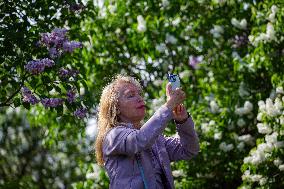 Lilacs bloom at Kyiv's Hryshko Botanical Garden
