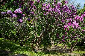 Lilacs bloom at Kyiv's Hryshko Botanical Garden