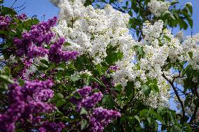 Lilacs bloom at Kyiv's Hryshko Botanical Garden